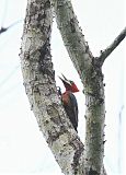 Red-necked Woodpecker